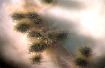 Chaetomium globosum colony on growth medium (Wikimedia Commons) — the water-damage indicator species that hides behind drywall after long-term moisture intrusion.