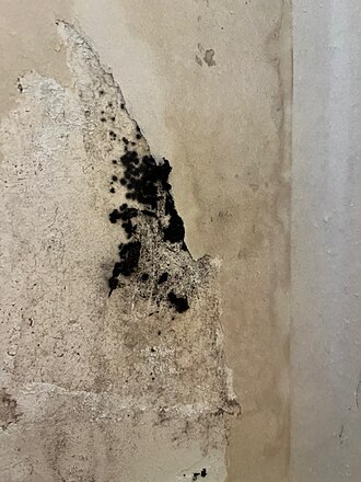 Stachybotrys chartarum culture (Wikimedia Commons) — the characteristic dark green-black phenotype that earned this species the "toxic black mold" label.
